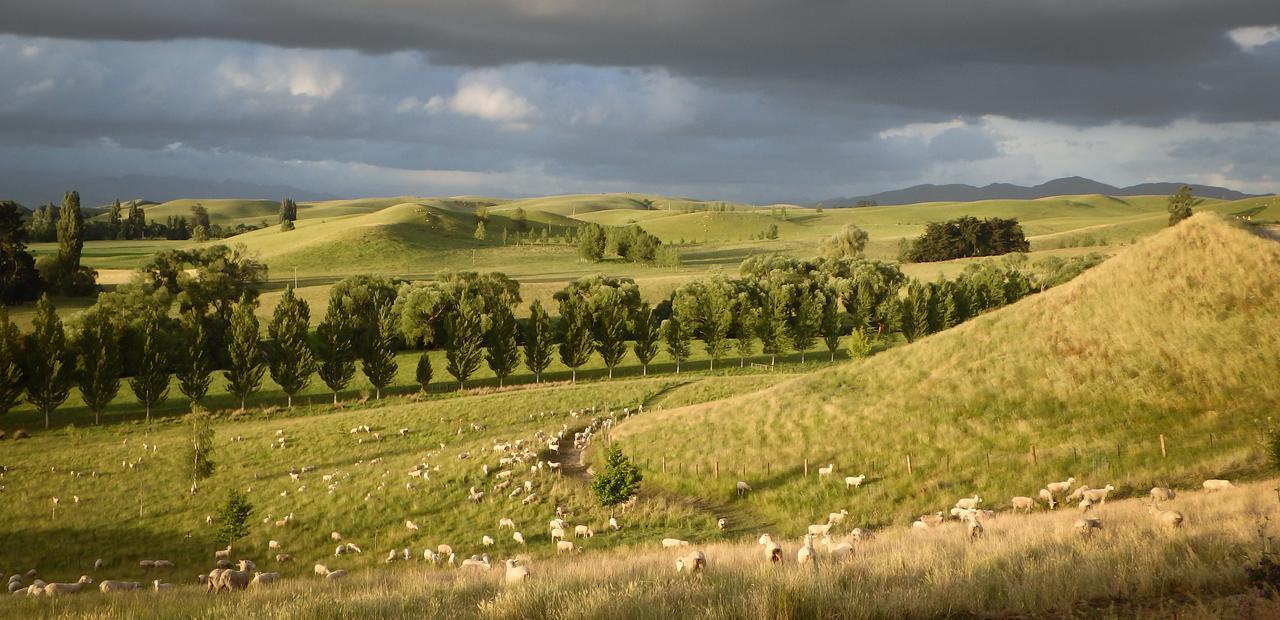 Tree House Lodge Bed & Breakfast Cheviot Exteriör bild